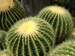 Beautiful Natural Cactus Plant Wallpaper