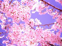 Beautiful Scene Cherry Blossom Wallpapers