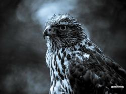 Beautiful Peregrine Falcon Wallpaper Hd peregrine f