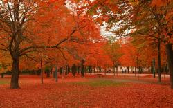 Beautiful Autumn Trees | 2560 x 1600 ...