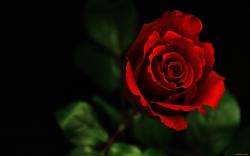 Beautiful Roses Wallpapers: Mothers Day Beautiful Flower Red Rose Wallpapers Hd 2560x1600px