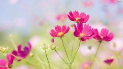 Beautiful Flower Images Background 1