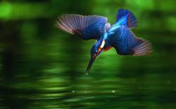 Beautiful Kingfisher Wide Desktop Background HD wallpapers
