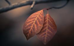 Download the following Pretty Leaves Macro Wallpaper 39026 by clicking the orange button positioned underneath the "Download Wallpaper" section.