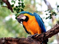 Beautiful Macaw Wallpaper