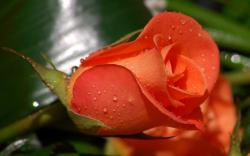 Beautiful Orange Rose HD Wallpaper