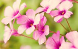 Beautiful Pink Flowers For You Wallpaper