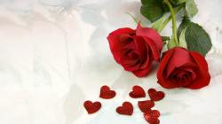 red roses, most popular rose, rose wallpapers, beautiful rose, red rose pictures