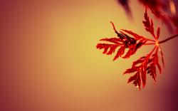 Beautiful Red Leaves Wallpaper