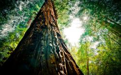 Beautiful Redwood