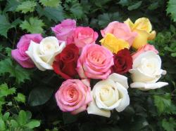 Beautiful Color - roses Wallpaper