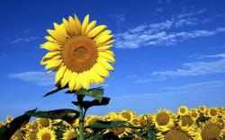 ... beautiful-sunflower-wallpapers-alone ...