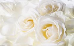 Pretty Rose Wallpaper: Wallpapers for Gt Beautiful White Rose Flowers 1920x1200px