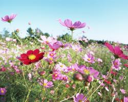 Flowers and Blue Sky : Colorful Flower Field (Vol.01) : Beautiful Wildflower
