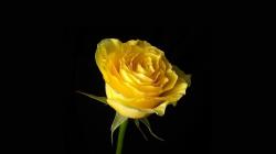 Backgrounds for Gt Beautiful Yellow Rose Wallpaper 1920x1080px