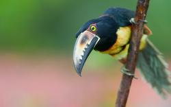 Beauty Bird Toucan Collared Aracari Photo