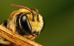 Bee Eyes Close-Up HD Wallpaper