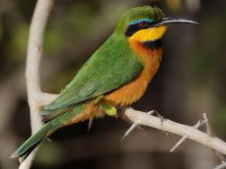 Bee-eater, Olive also Madagascar Bee-eater Merops superciliosus Found: east Africa, Madagascar