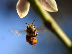Utah State Insect - Honey Bee