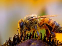Bee macro insect
