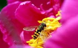 bee picking up nectar pink flower