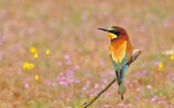 Bee-Eater Bird Field