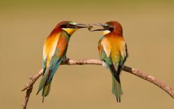 Bee-Eaters Birds Insect