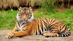 Bengal Tigers Information :