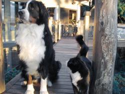 Bernese Mountain Dogs and Cats