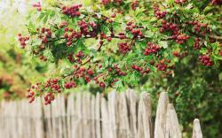 Berries Nature Fence