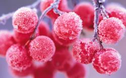 Red Berries Winter Nature
