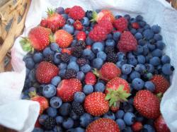 A handful of summer berries