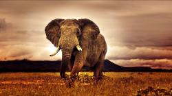 Big Elephant Africa Nature Photo