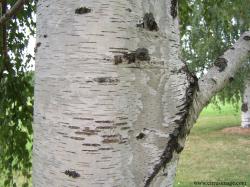 Deciduous tree, 40-50(70+) ft [12-15(21) m], loosely pyramidal to rounded, several years before lateral branches show chalky-white paper-like bark, ...