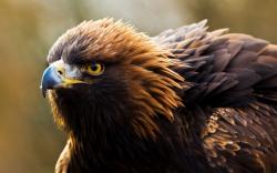 Bird of Prey Golden Eagle Photo