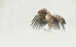 Bird Eagle Snowfall Snowflakes Winter HD Wallpaper