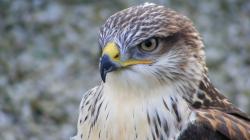 Falconbirdhdwallpaper Animals Planent