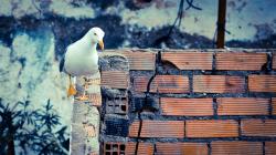 Bird Gull Wall