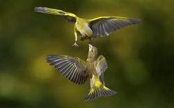 ... animals, birds, flying, macro, natural, green background
