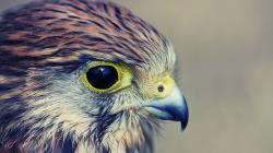 Bird of Prey Hawk Close-Up