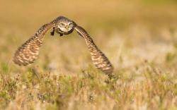 Bird Owl Flying Nature