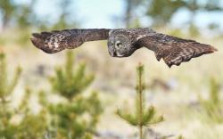Bird Owl Flying Trees