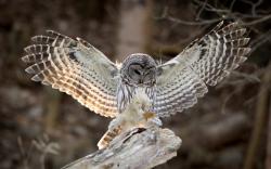 Bird Owl Wings Feathers