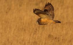 Bird Owl Wings Field