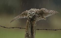 Bird Owl Wings Rain
