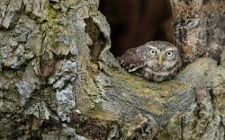 Bird Owl Wood Bark