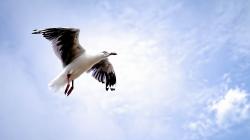 Bird Seagull Flying Sky Close-Up Photo