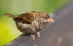 Bird Sparrow Beak
