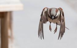 Bird Sparrow In Flight