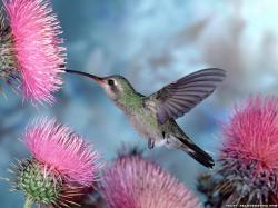 Hummingbirds Humming Bird Wallpaper